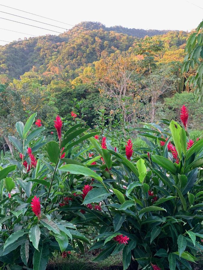 Jungle Home With King Beds -5 Minutes From The Beach Uvita Exterior photo